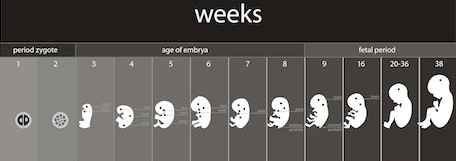 Baby Growth Chart Calculator By Week