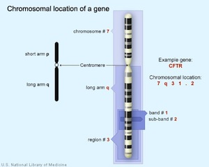 chromosomal location