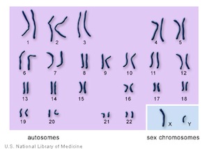 chromosome karyotype