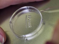 embryos in petri dish
