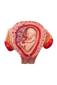 Uterus model with fetus