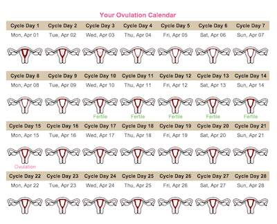 Ovulation Calculator Chart