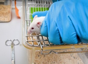 Mice in laboratory