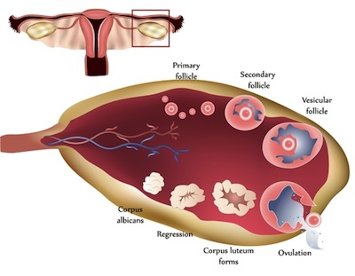 Ovulation Process Diagram