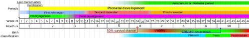 Prenatal development