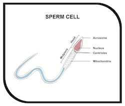 Sperm and Male Infertility