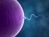 Sperm and Egg Fertilization